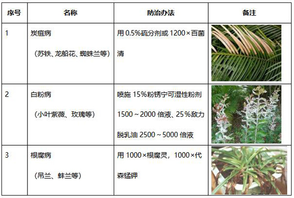 欧美性XXXXX极品娇小