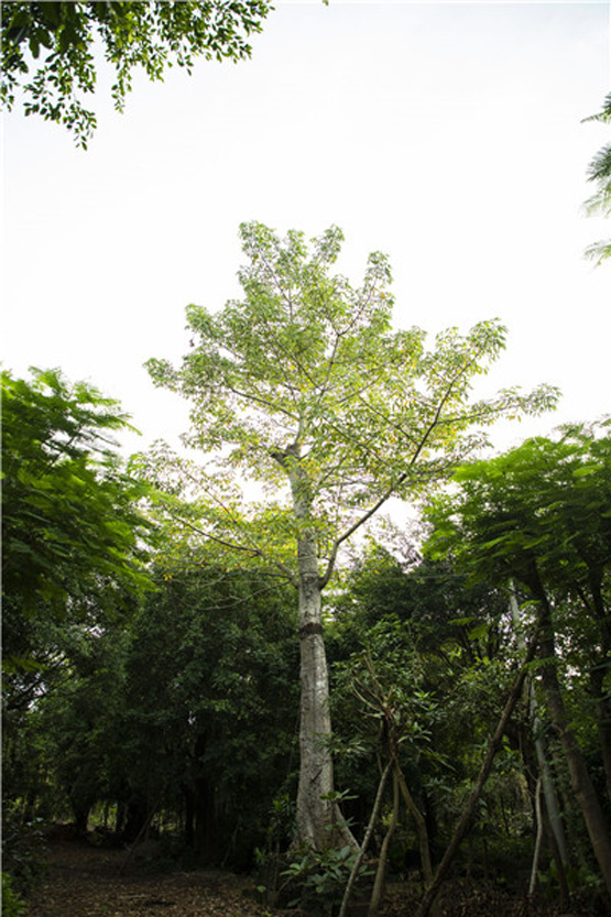 欧美性XXXXX极品娇小