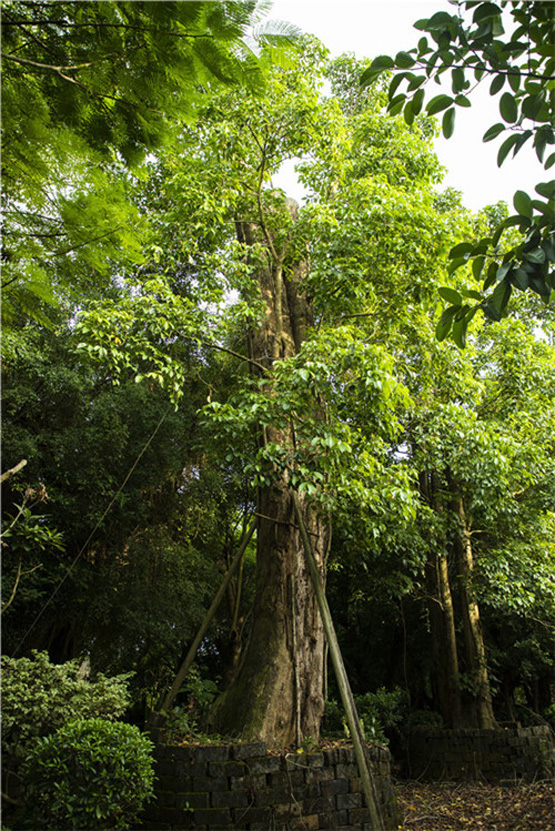 欧美性XXXXX极品娇小