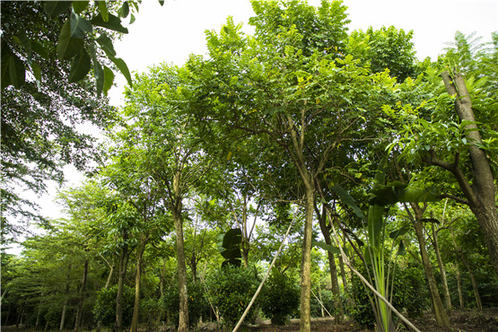 欧美性XXXXX极品娇小