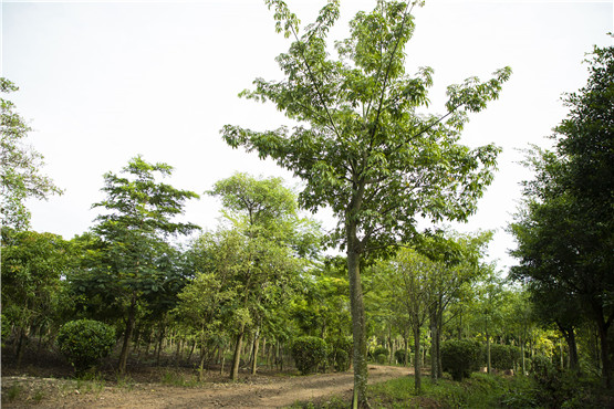 欧美性XXXXX极品娇小