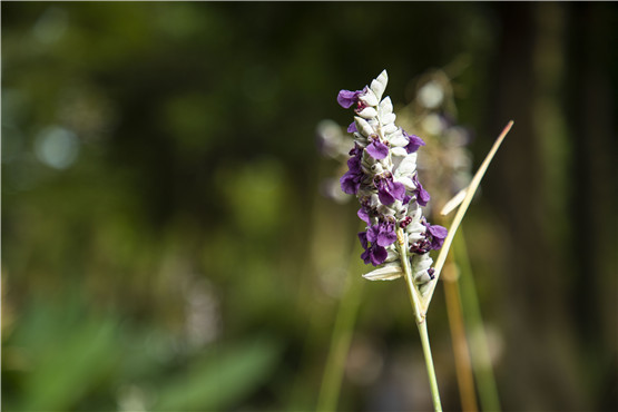 欧美性XXXXX极品娇小