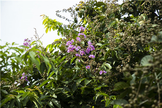 欧美性XXXXX极品娇小