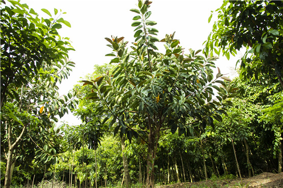 欧美性XXXXX极品娇小