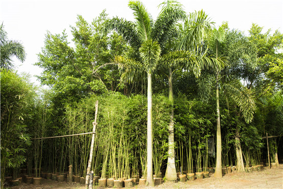 欧美性XXXXX极品娇小