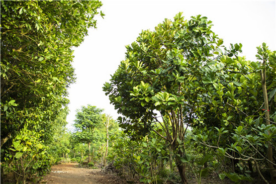 欧美性XXXXX极品娇小