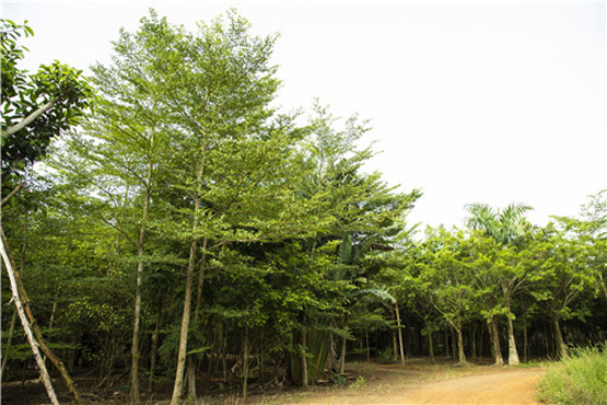 欧美性XXXXX极品娇小