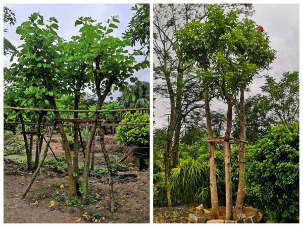 欧美性XXXXX极品娇小