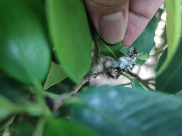 欧美性XXXXX极品娇小