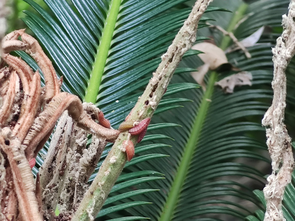 欧美性XXXXX极品娇小